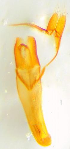 Réf. 216 165 : Cryptophagus dentatus